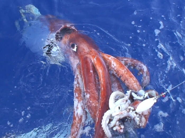 Scientists Have Sequenced The Genome Of The Elusive Giant Squid