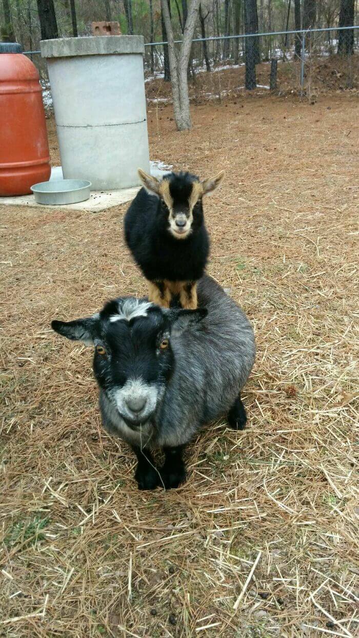 Cute Goats, Cutest Farm Animals