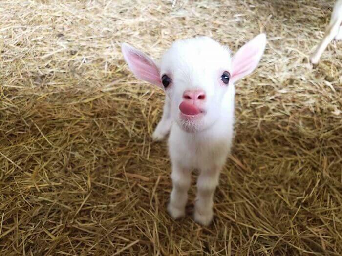 Cute Goats, Cutest Farm Animals