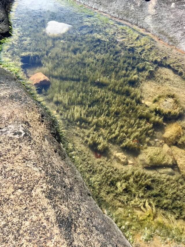 This puddle looks like an aerial view of a forest