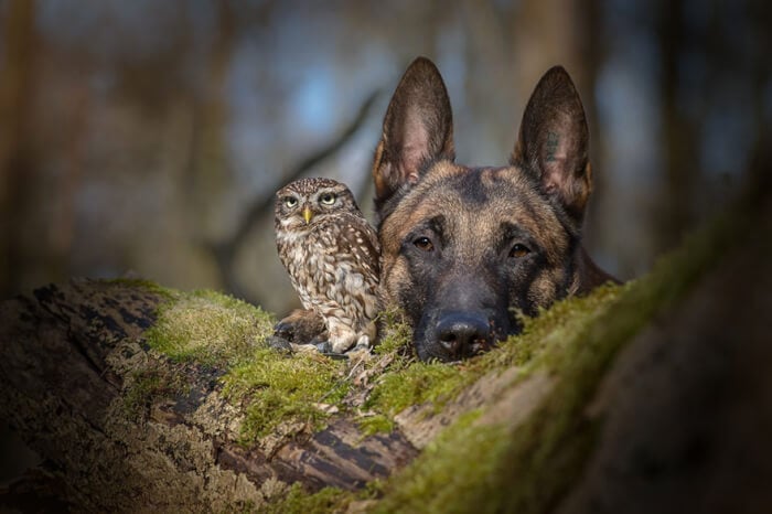 ingoundelse, belgian malinois and owl friends