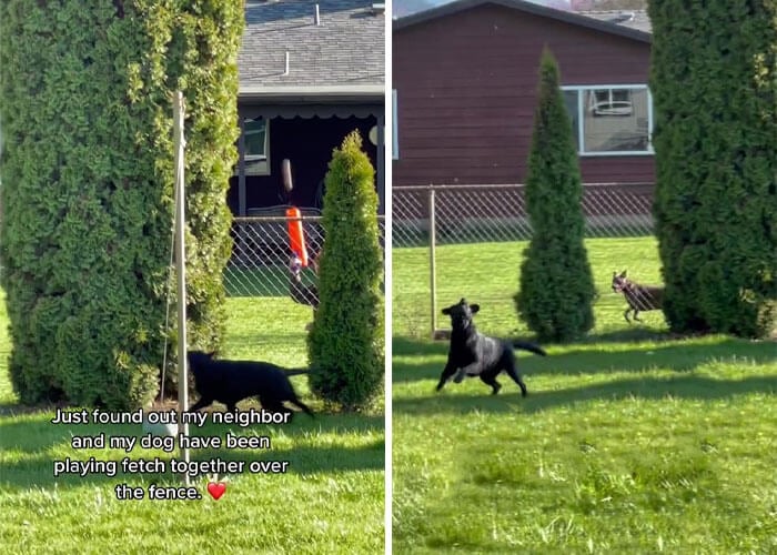 Dog Covertly Plays Fetch With Neighbor