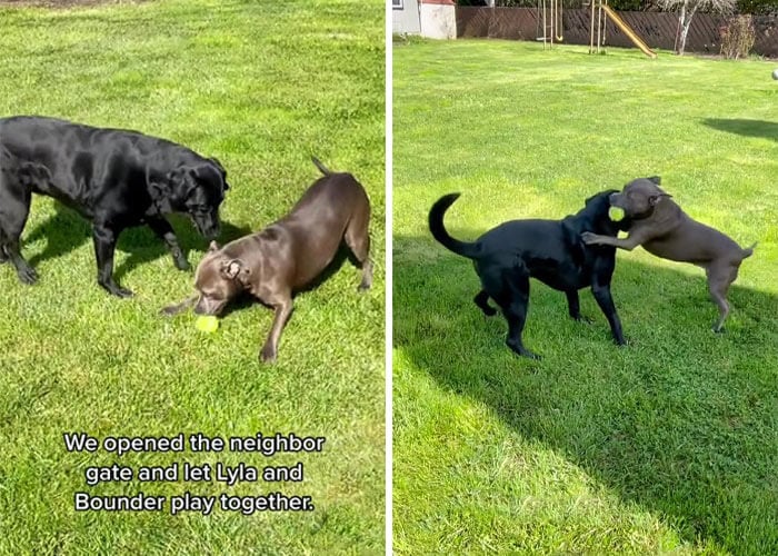 Dog Covertly Plays Fetch With Neighbor