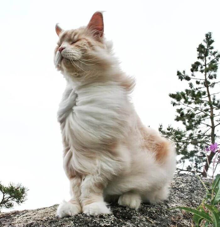 Cats Had Such ‘Powerful Auras’