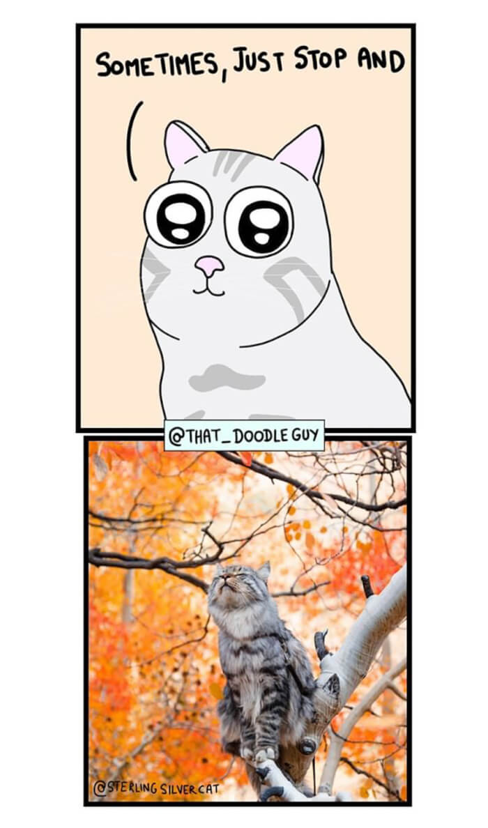 wholesome comics of cat