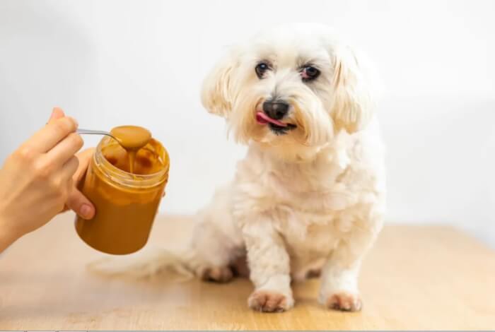 Dog's Peanut Butter the office lady with dogs