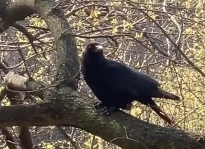 crow gives a gift to thank the woman, Crow Family, crowtok