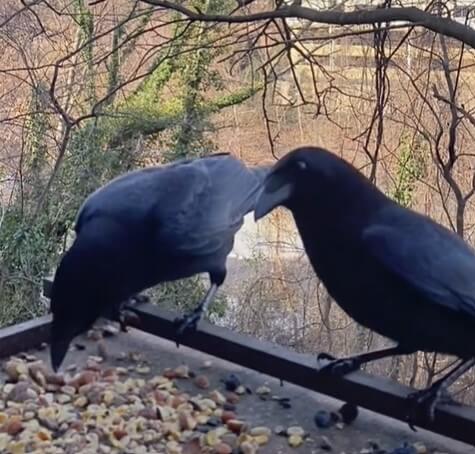 Crow Family, crowtok