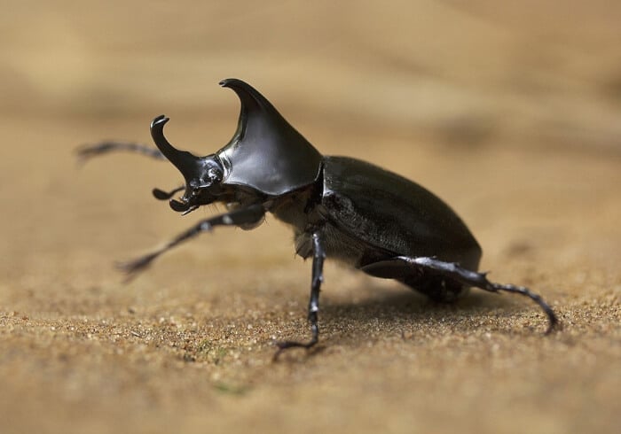 animals with 6 legs, Beetles 6 legged animal<br/>what has 6 legs