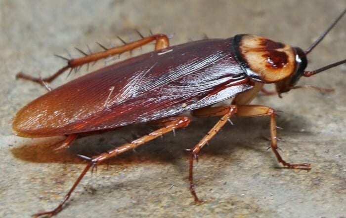 animals with 6 legs, Cockroaches 6 legged animal<br/>what has 6 legs