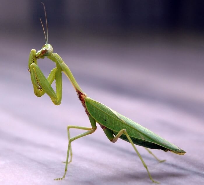 animals with 6 legs, Mantis 6 legged animal<br/>what has 6 legs