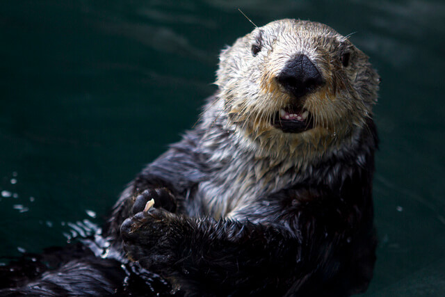cute otter picture