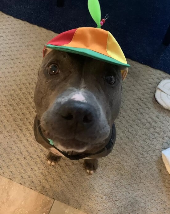 'Scary-Looking' Pitbull, pitbull wearing hat