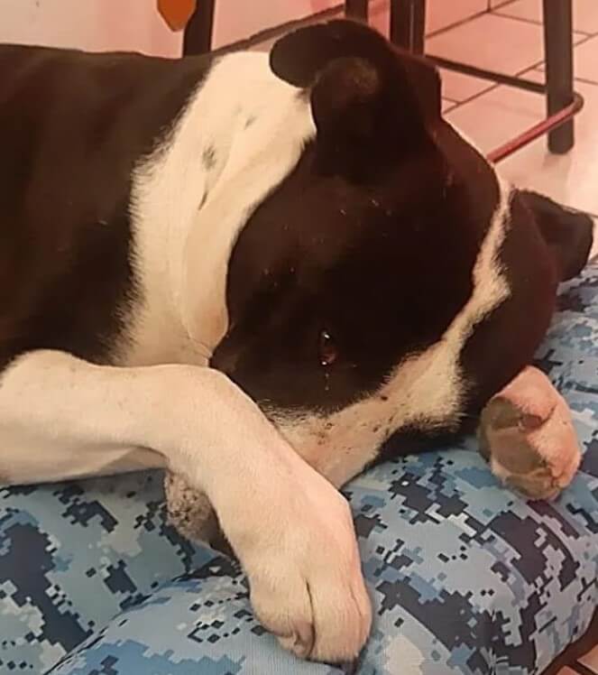Dog Bursts Into Tears, pitbull beds