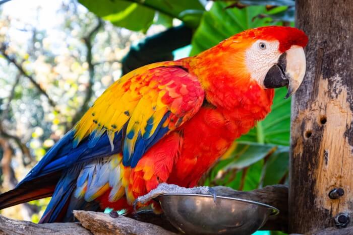 Animals In Danger, Parrots