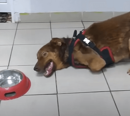 Disabled Puppy, disabled puppy dancing disabled dog sheds tears