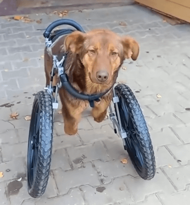 Disabled Puppy