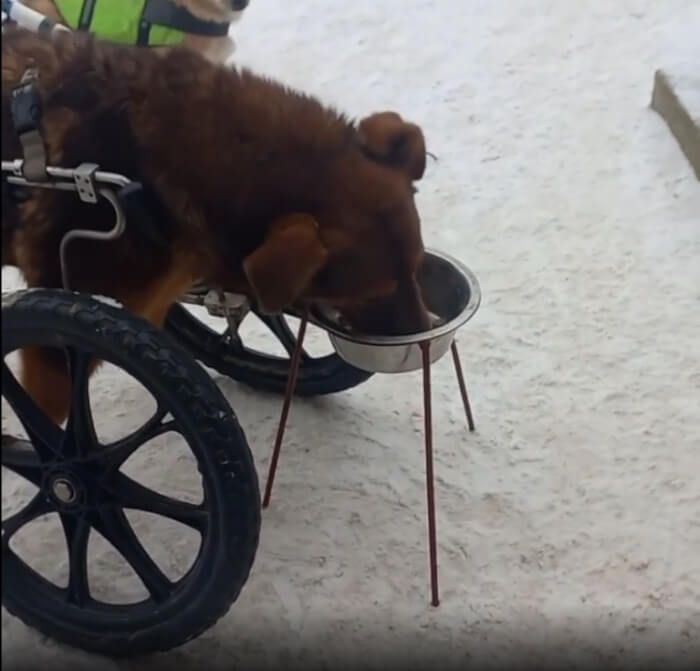 Disabled Puppy, disabled puppy dancing disabled dog sheds tears