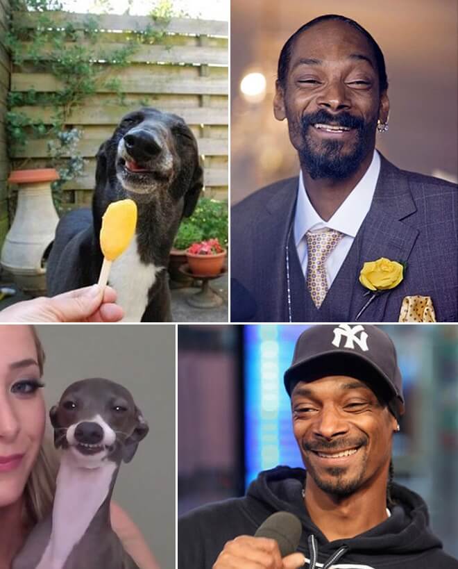 "pet" versions, Snoop Dogg