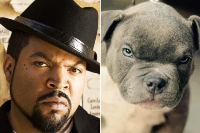 "pet" versions, Ice Cube