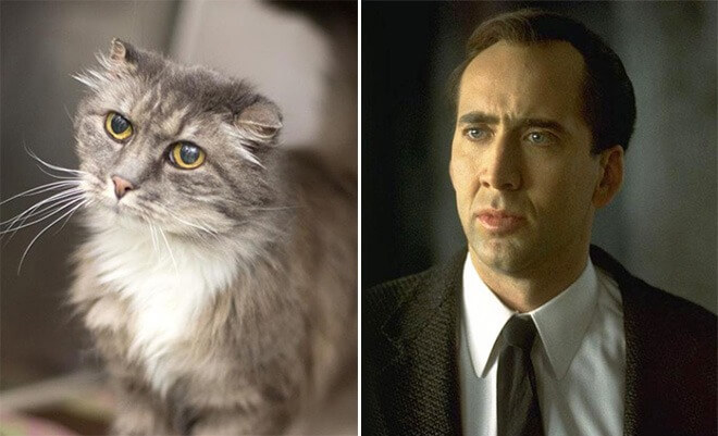 "pet" versions, Nicolas Cage