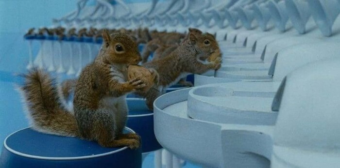 Awesome Movie Magic, Charlie & The Chocolate Factory (2005): The Squirrels Were Real 3 squirrels movie