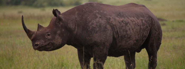 Unusual Creatures Listed On Red List For The Risk Of Extinction, Rhinoceros