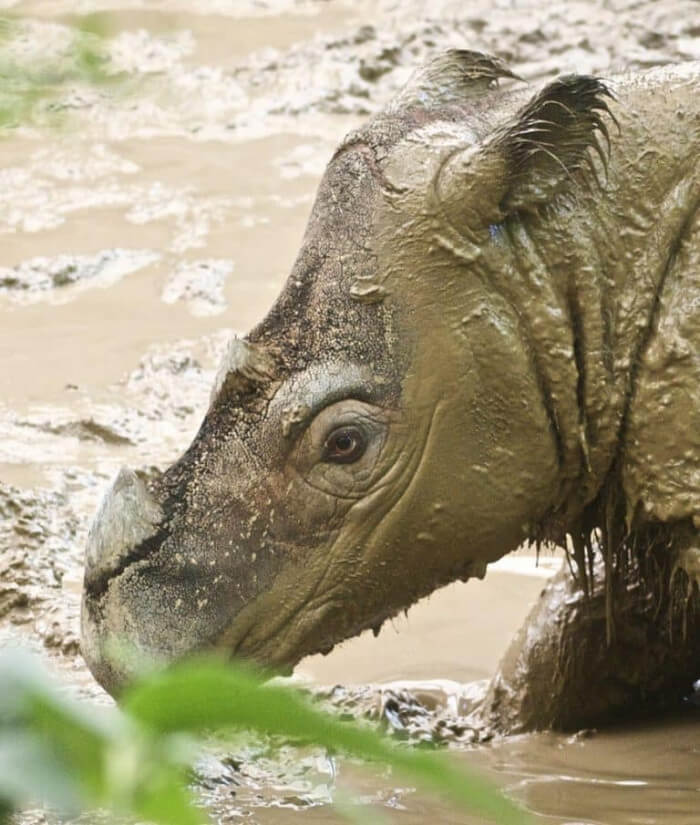 Unusual Creatures Listed On Red List For The Risk Of Extinction, Sumatran Rhinoceros