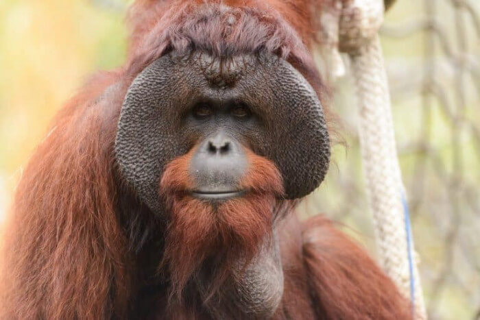 Unusual Creatures Listed On Red List For The Risk Of Extinction, Bornean Orangutan