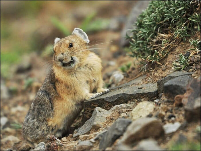 Unusual Creatures Listed On Red List For The Risk Of Extinction, Pika