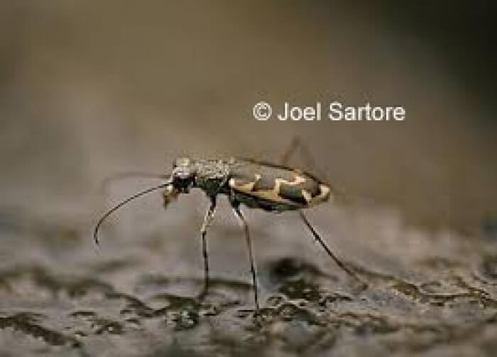 Unusual Creatures Listed On Red List For The Risk Of Extinction, Salt Creek Tiger Beetle