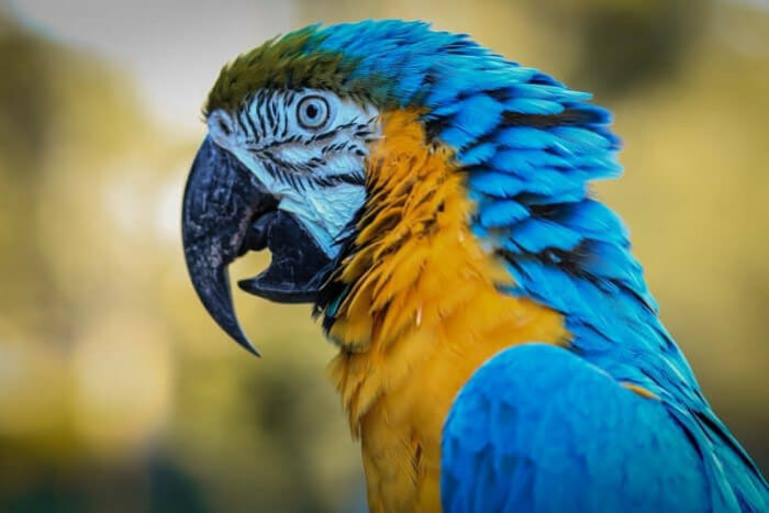 Unusual Creatures Listed On Red List For The Risk Of Extinction, Spix’s Macaw