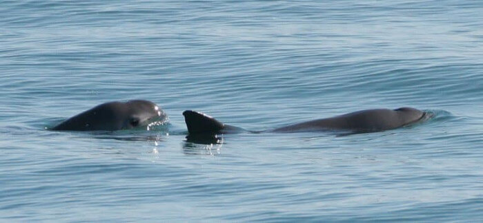 Unusual Creatures Listed On Red List For The Risk Of Extinction, Vaquita