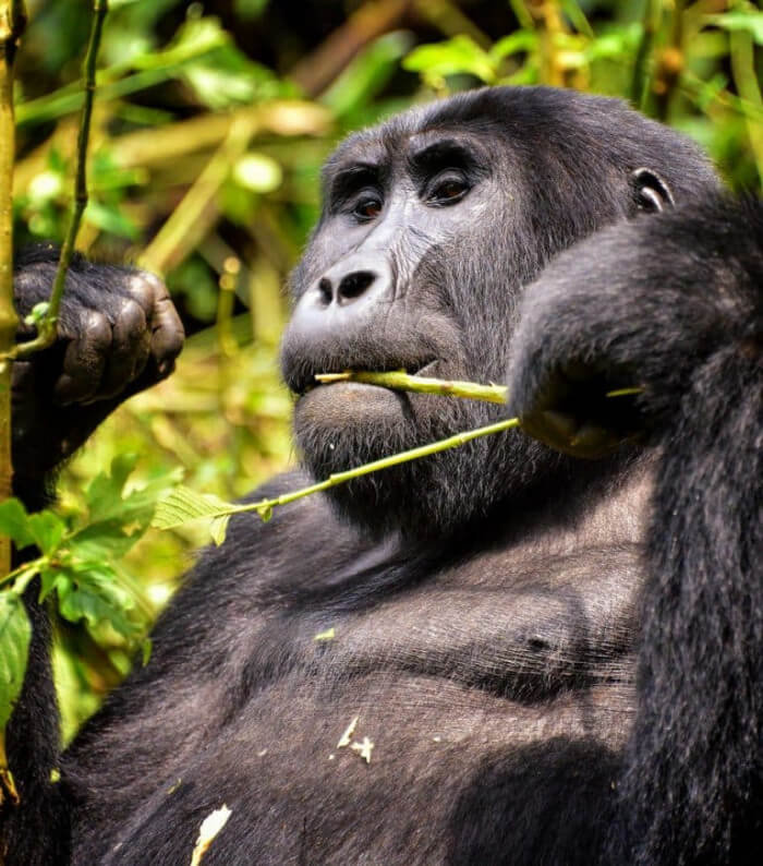 Unusual Creatures Listed On Red List For The Risk Of Extinction, Mountain Gorilla