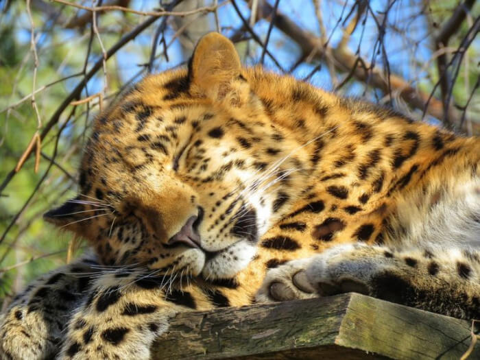 Unusual Creatures Listed On Red List For The Risk Of Extinction, Amur Leopard
