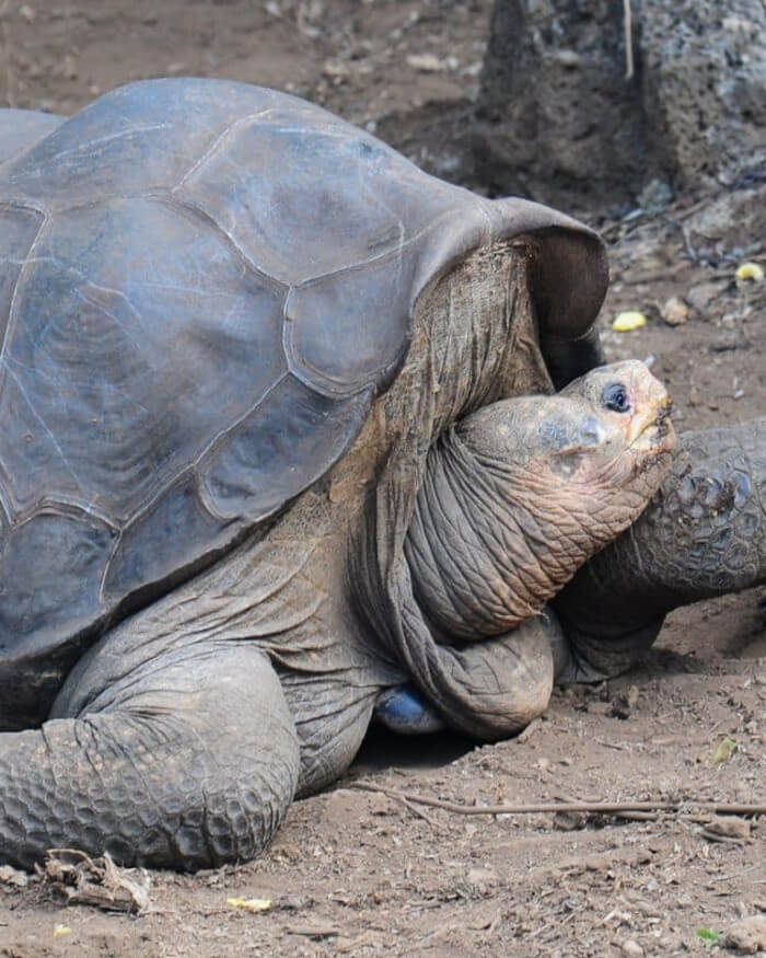 Unusual Creatures Listed On Red List For The Risk Of Extinction, Pinta Island Tortoise