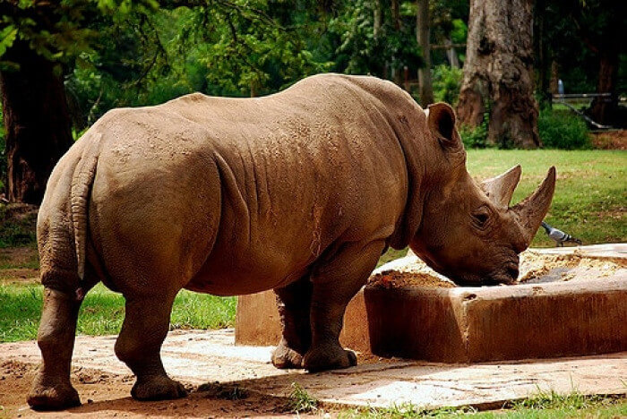 Unusual Creatures Listed On Red List For The Risk Of Extinction, Javan Rhinoceros