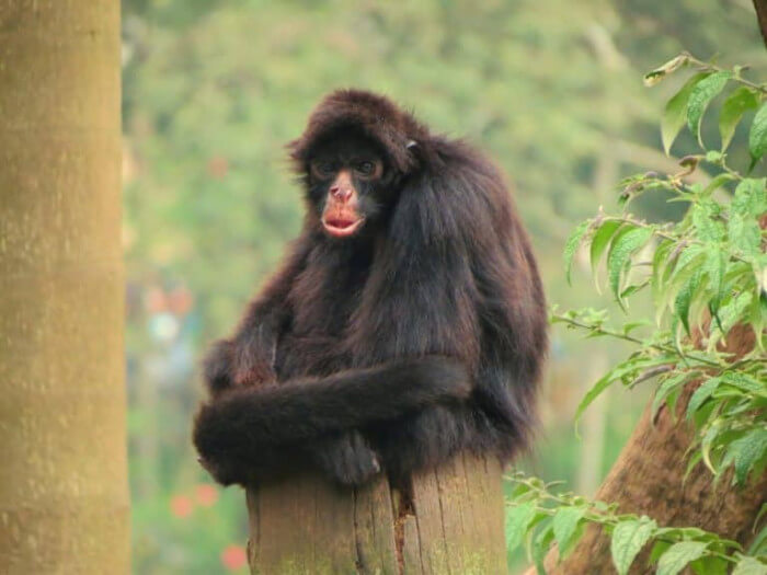Unusual Creatures Listed On Red List For The Risk Of Extinction, Peruvian Spider Monkey