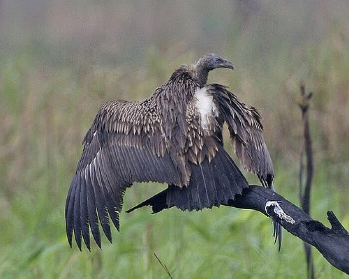 Unusual Creatures Listed On Red List For The Risk Of Extinction, White Rumped Vulture