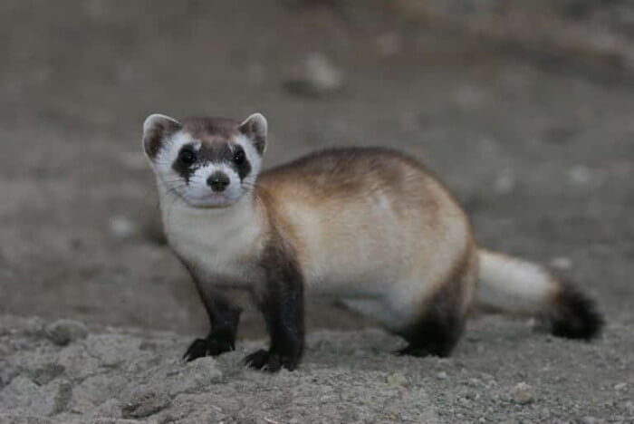 Unusual Creatures Listed On Red List For The Risk Of Extinction, Black-Footed Ferret