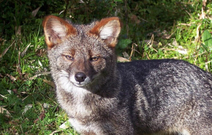 Unusual Creatures Listed On Red List For The Risk Of Extinction, Darwin’s Fox
