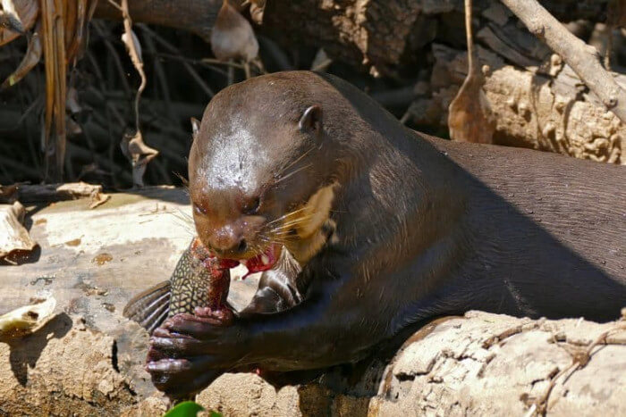 Unusual Creatures Listed On Red List For The Risk Of Extinction, Giant Otter
