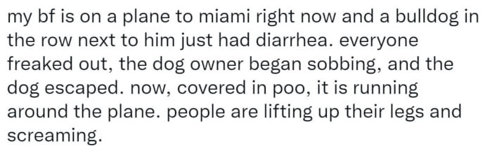 Story Of Dog Diarrhea On Miami-Bound Flight