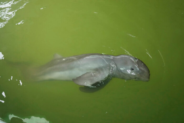 Sick Irrawaddy Dolphin fact, dolphin milk