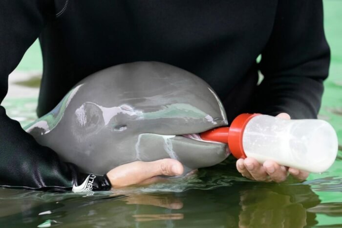 Sick Irrawaddy Dolphin Facts