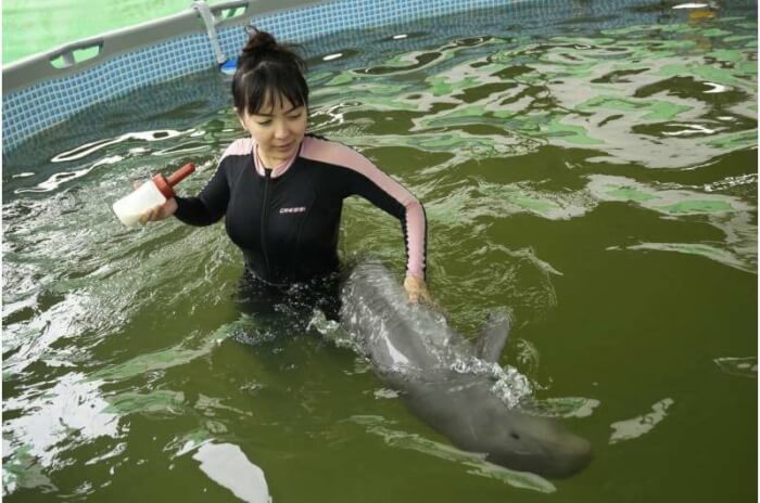 Sick Irrawaddy Dolphin Facts, dolphin milk