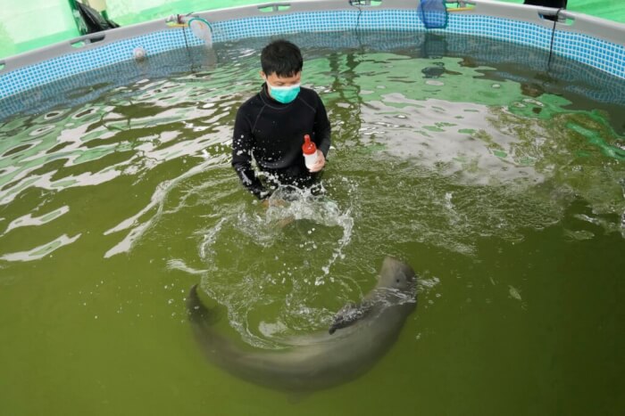 Sick Irrawaddy Dolphin Facts, dolphin milk