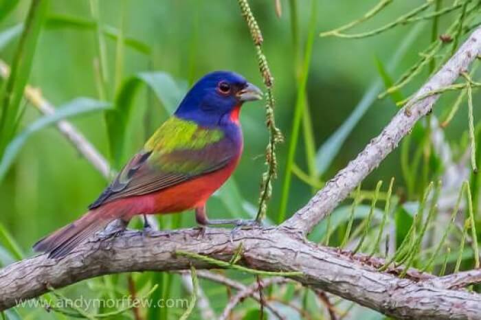 Rainbow-Colored Bird