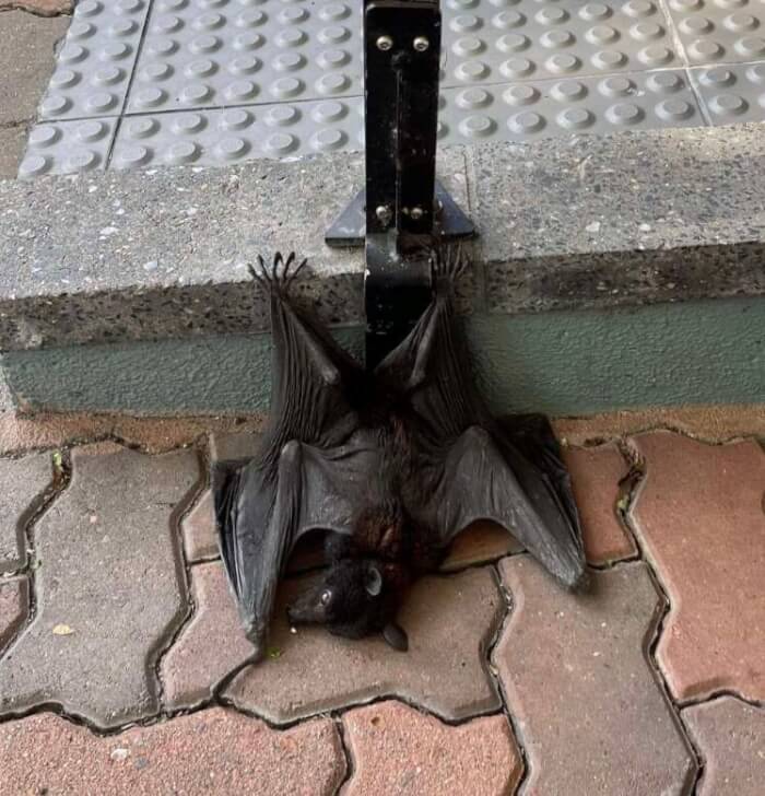 weak bat asks for help