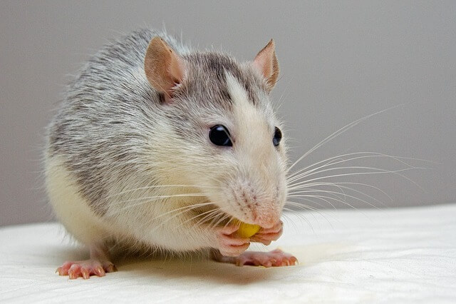 What is the cutest rat?